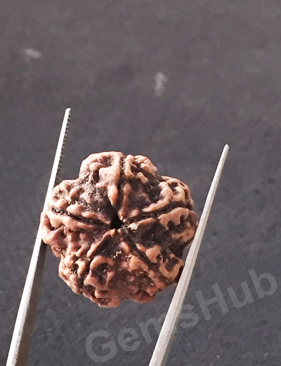 5 Mukhi Natural Certified Rudraksha Size- 21.7 mm Premium